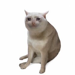 CASHCAT token icon